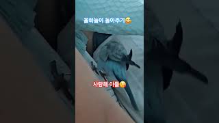 #앵무새 #블루오파린퀘이커 #앵무새놀아주기#앵무새분양 …