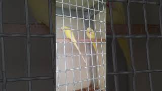 아마존C와 목도리 루티노 앵무 그리고 오색 청해 앵무새