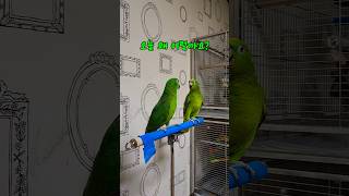 아리 카이 싸움났어요 아리 싫을때 내는 소리 #parrot #말하는 #아마존 #앵무새 #아리 #pets #cute