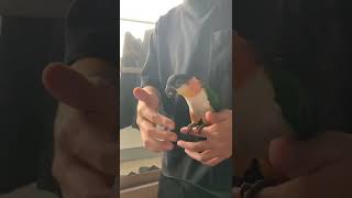 ズグロジャグリング。だしまき[ズグロシロハラインコ-black headed caique-] #Shorts