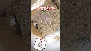 未知なる左回り‼︎シロハラインコのBaby #シロハラインコ…