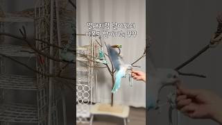 벌새꾸꾸 #퀘이커앵무송꾸꾸