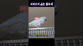 자러가기 싫은 앵무새 #birds #cockatoos …
