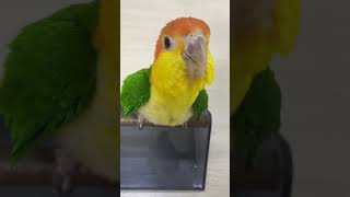 노랑머리카이큐 이유식 먹는 구봉이