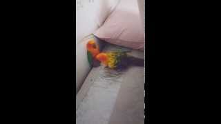 앵무새 재우는 방법 - 썬코뉴어