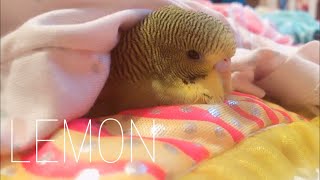 사랑앵무 레몬의 귀여운 일상