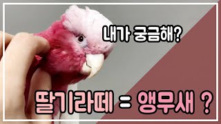 앵무새계의 딸기라떼? | 루티노 갈라코카투 나작새의 반려조 소개영상