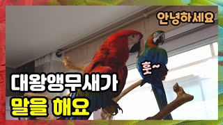 우리도 말 할줄 알아요!!~ 말하는 앵무새 -할리퀸마카…