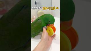 앵무새가 집중하고 있을 때 어떨까?           …