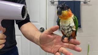 카이큐 앵무의 목욕재계