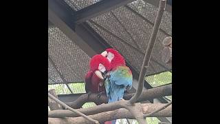 에버랜드 앵무새 홍금강 #birds #parrot