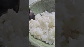 #앵무새 #한스마카우 #지루비 @ 13세. 남자. 갓 지은 쌀밥을 가장 좋아 해요