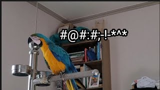 청금강앵무새 루카 소음