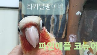 파인애플 코뉴어이야기