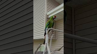 My military macaw parrot waiti…