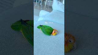 녹아내린앵무새 #귀여운 #강아지 #동물키우기 #cute #반려동물 #애견영상 #반려견 #펫 #반려조#카이큐#노란머리카이큐#앵집사#pet#parrot#bird