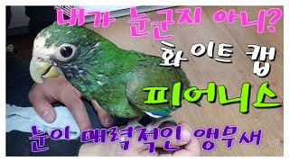 앵무새 추천-화이트 캡 피어니스