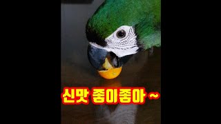 (체스넛마카우) 신맛좋아~