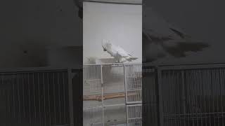 애교에 녹아요! ㅋ 코카투 앵무새! 음악에 맞추어