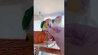 엄마한테 혼나는 카이큐 앵무새들