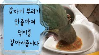 #코뉴어앵무새키우기. . 우리크리가 갑자기 아파요.고향집으로 잠시 보내서 몸관리시작했습니다