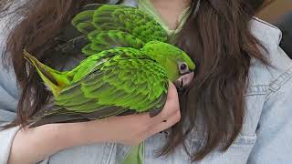 쟈딘 앵무새 귀요미 아가야 초롱이랍니다~ 초록초록 영롱…