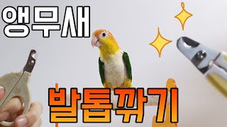 앵무새 발톱 어떻게 깎을까?