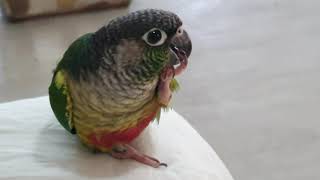 코뉴어^^ 셀프 발톱손질~~ㅋ 샤론패럿