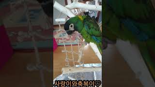 사랑이와축복이의 반전의반전 그리고 마지막의대반전~♡