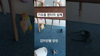 환타 몰래카메라 성공#shorts #카이큐 #parro…