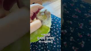 개학이다!! 자유다!! 꼬맹이들은 학교로#코뉴어#앵무새…