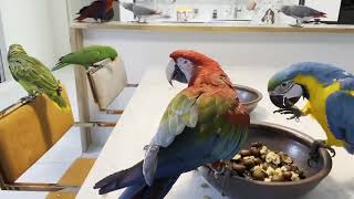 앵무새먹방2-청금강,홍금강