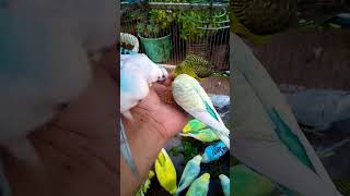 This Amazon bird toy is SO COOL#birds#parrot #birdslover #budgis #lovebirds #budgiegar #cute #health