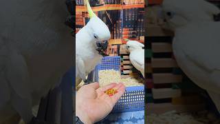 앵무새 펠렛이 알록달록한 이유