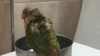 코뉴어들의 똥꼬발랄 목욕씬