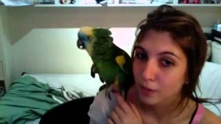 그녀는 말하고 스페인어 노래 아마존 앵무새를 가르칩니다