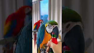 Macaw appears in the trash can#animals #Friendship #Us#Macaw