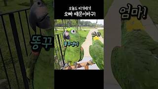 쌈닭 커플 앵무새 열받아서 서로 하는 말 #앵무새 #아…