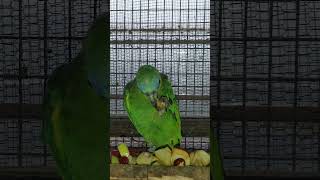 번식조라 항시 측면에서 촬영 했었는데 오늘은 전면에서 근접 촬영 허용 했네요 아마도 애완 순치가 되어 가는 과정인듯 합니다