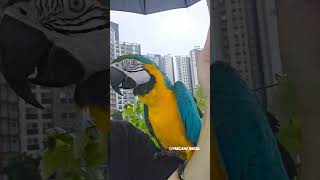 장마로 산책 못나가 빡친 앵무새 #앵무새
