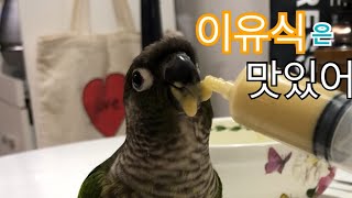 간식으로 이유식 먹는 앵무새