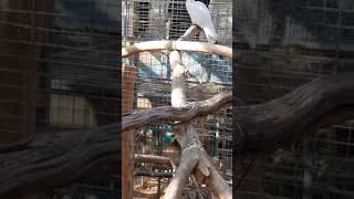 홍금강을 만난 엘레오노라유황앵무 - An Eleonora cockatoo meets a Green winged macaw