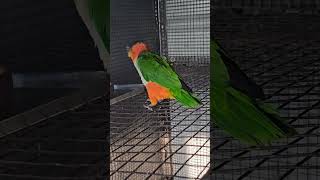 Black headed Caique #parrot #b…