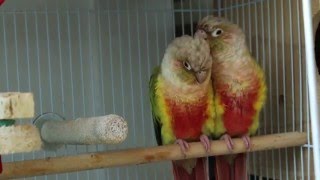 [코뉴어] 파인애플 코뉴어 초롱이와 아롱이의 다정한 모습