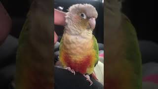 코뉴어 앵무새 만져주니까 조는중