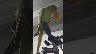 Wacky The Indian Ringneck Loves To Eat Squash #talkingparrot #birds #pets