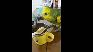 아마존 매니아 클럽 리더님 아마존 앵무새 이유식 먹는영상