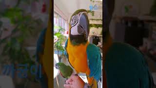 같은 마카우인데 크기차이 ㅎㄷㄷ