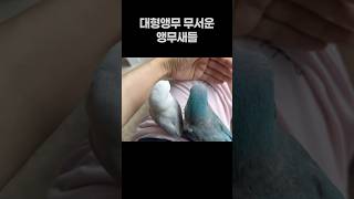 대형앵무 무서운 앵무새들  퀘이커앵무새 회색앵무 모란앵…