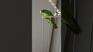 귀농귀촌 아마존앵무새 말하고놀기